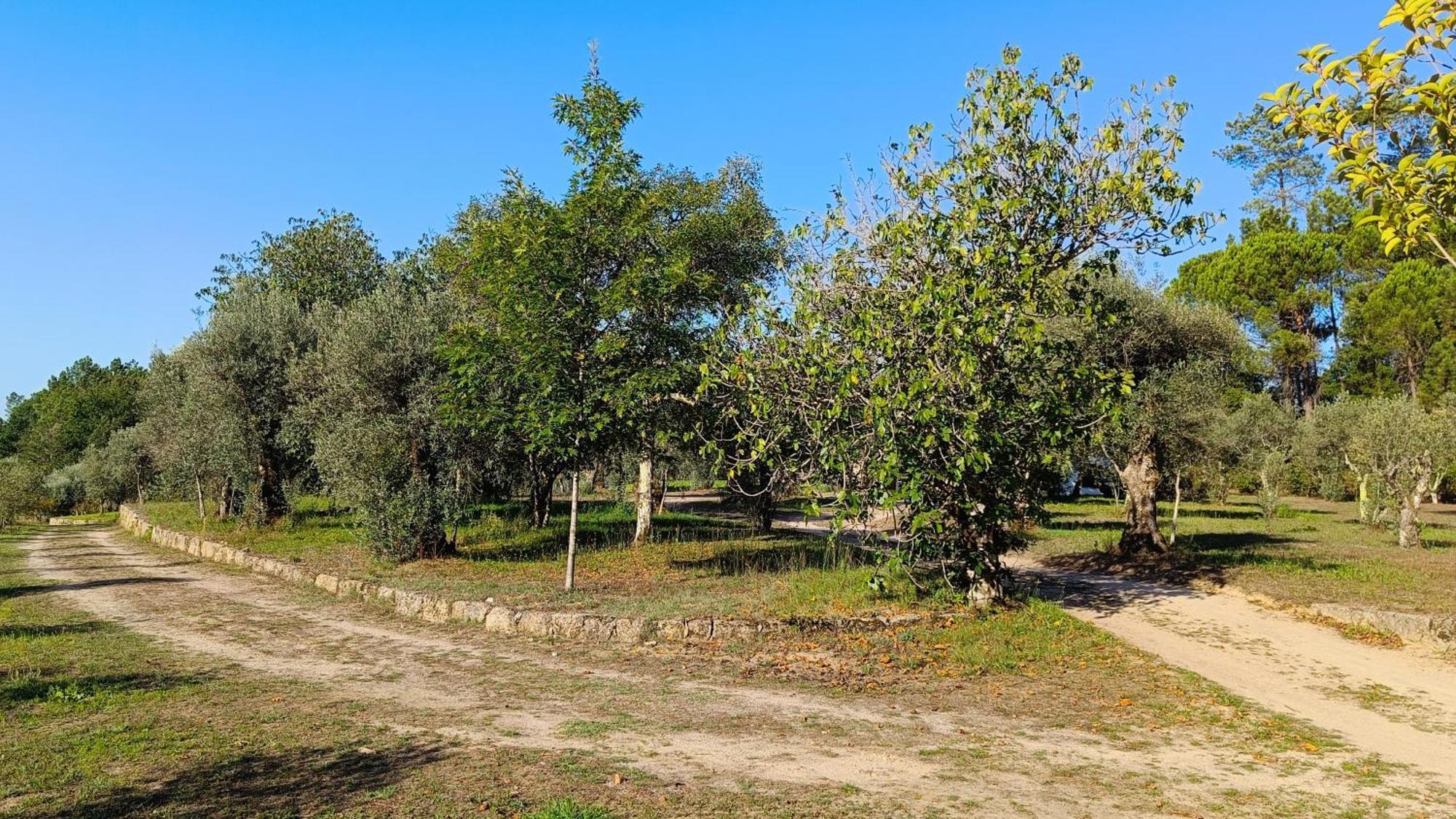 Pensjonat Quinta Da Pedra Mija Santar Zewnętrze zdjęcie