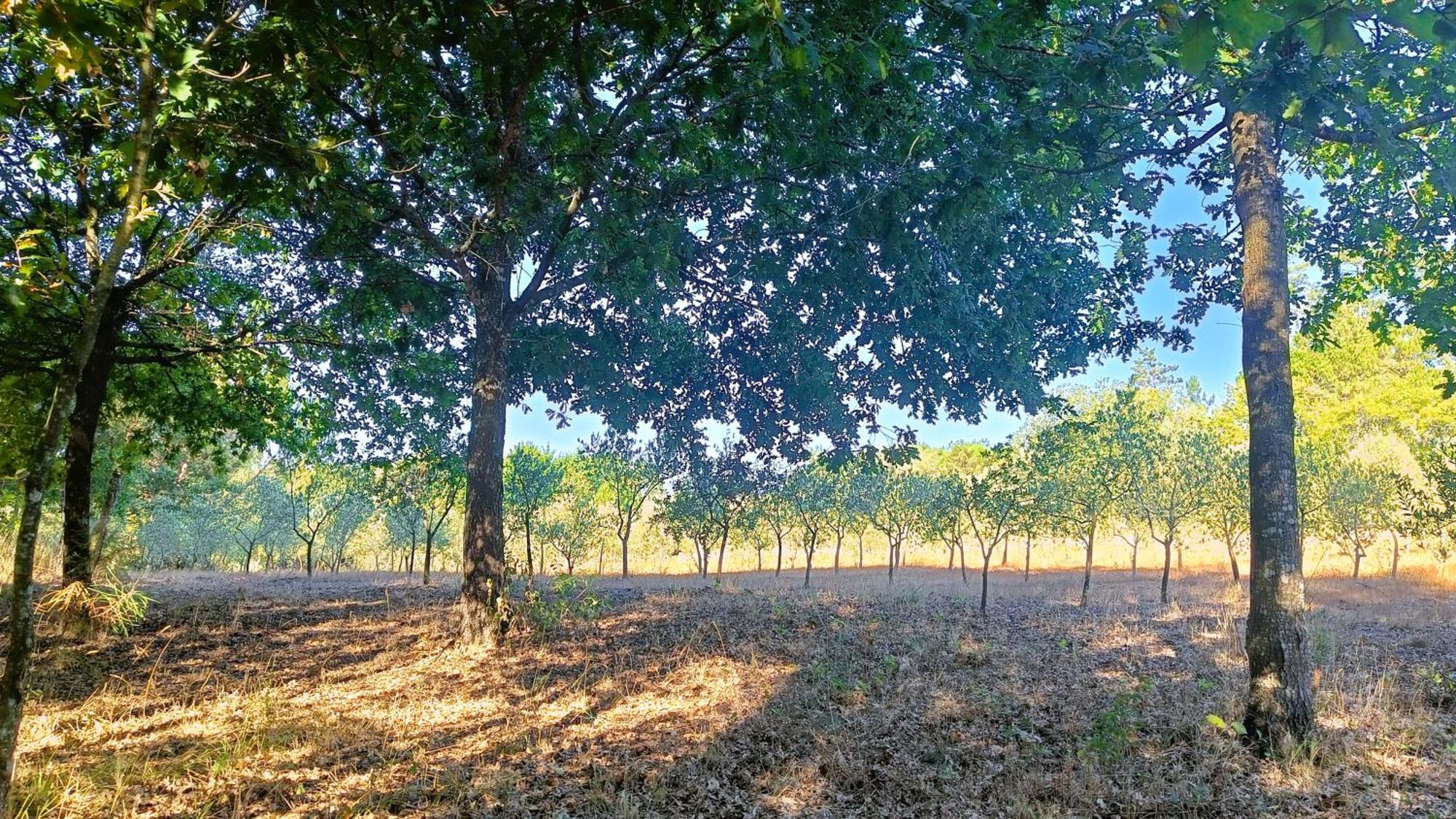 Pensjonat Quinta Da Pedra Mija Santar Zewnętrze zdjęcie